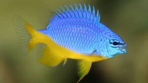 Azure Damselfish