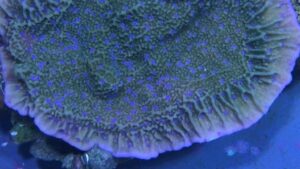 Blue Polyp Montipora