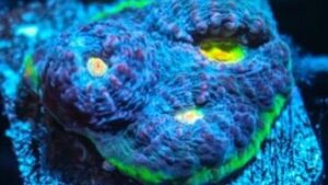 Baby Watermelon Chalice