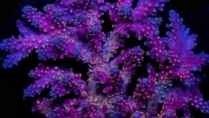 Badger Signature Acro