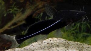 Black Lancer Catfish