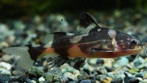 Harlequin lancer catfish