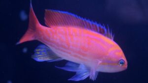 Bali Lunate Anthias