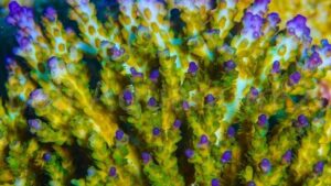 Bali Tricolor Acropora