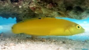 Banana Wrasse