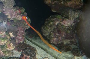 Banded Pipefish