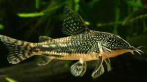 Banded corydoras