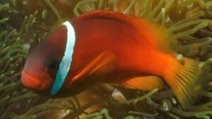 Barberi Clownfish