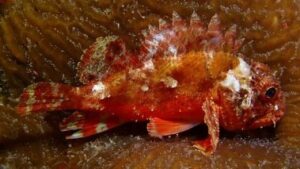 Barchin Scorpionfish