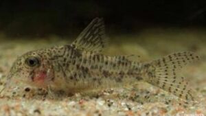 Barred tail corydoras
