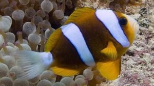 Barrier Reef Clownfish