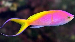 Bartletts Anthias
