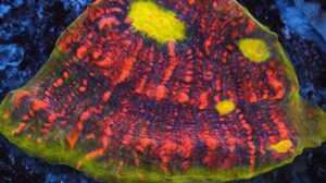 Bazooka Joe Watermelon Chalice