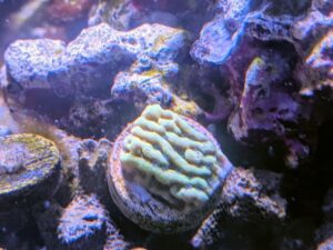 Beach Bum Montipora