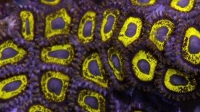 Belladonna Zoas
