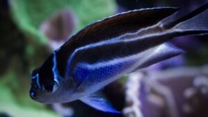 Bellus Angelfish