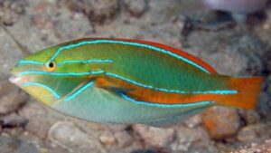 Belted Wrasse