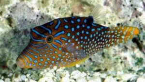Bennetts Sharpnose Puffer