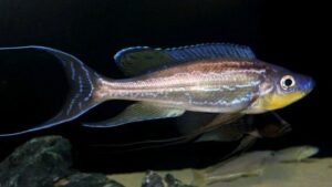 Benthochromis tricoti