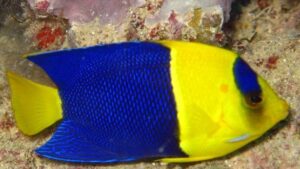 Bicolor Angelfish