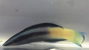 Bicolor Cleaner Wrasse