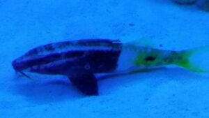 Bicolor Goatfish