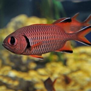 Black Bar Soldierfish