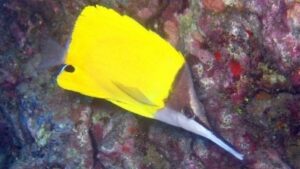 Big Longnose Butterflyfish