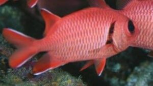 Bigscale Squirrelfish