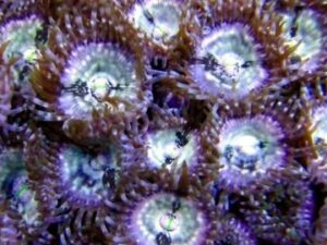 Billy Clubs Zoas