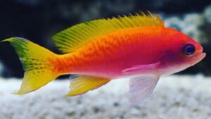 Bimaculatus Anthias