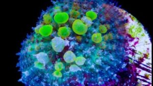 Bio Hazard Bounce Mushroom