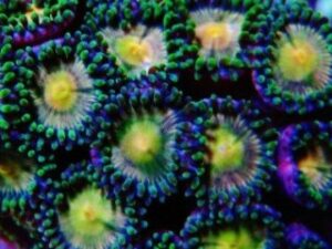 Bird Of Prey Zoas