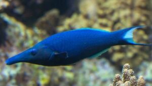 Bird Wrasse