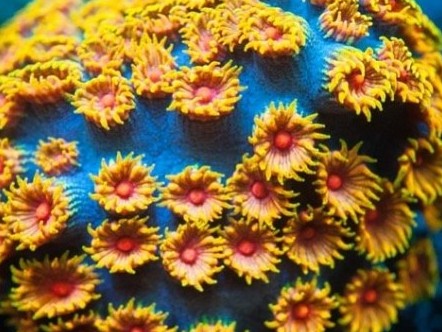 Cyphastrea Stony Coral: Complete Care Guide