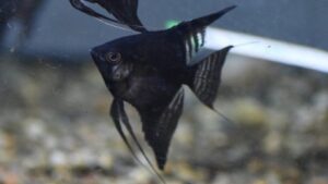 Black Angelfish