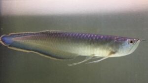 Black Arowana