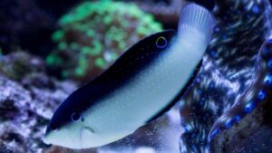 Blackbacked Wrasse