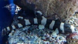 Black Banded Cat Shark