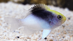 Rollands Damselfish