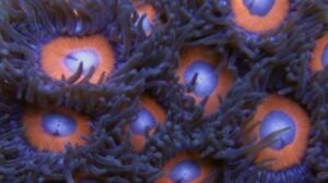 Black Cherries Zoas