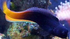 Black Combtooth Blenny