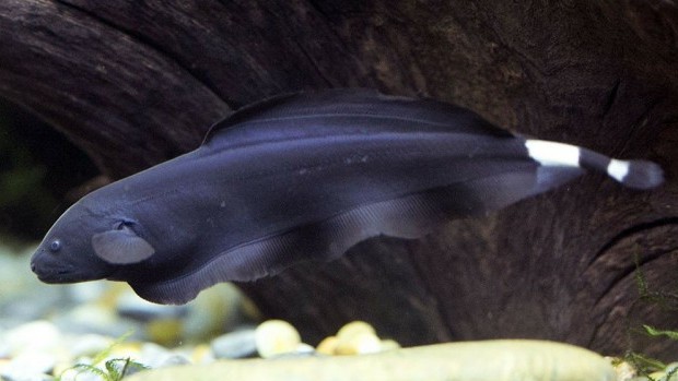 Black Ghost Knifefish (Apteronotus albifrons)