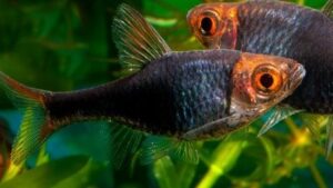 Black Harlequin Rasbora