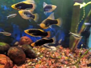 Black Hi Fin Platy