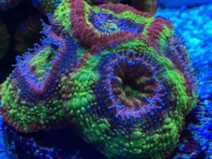 Black Hole Sun Blasto