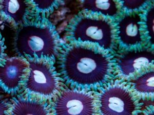 Black Hole Sun Zoas
