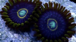 Black Hornets Zoas