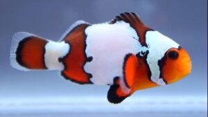 Black Ice Ocellaris Clownfish