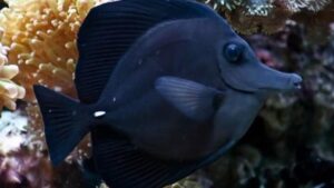 Black Longnose Tang